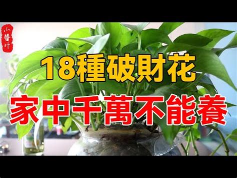 前陽台 招財植物|前陽台招財植物推薦：招財又美觀，打造財運旺盛的綠。